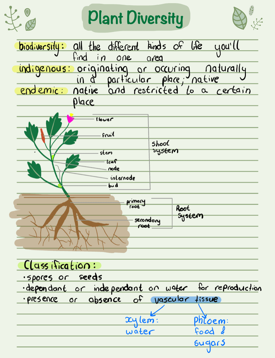 Illustrated plant diversity study notes with a labelled plant diagram